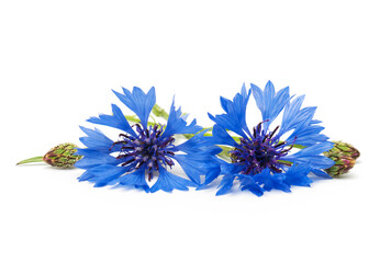 Two blue cornflowers on a white background - obrazy, fototapety, plakaty