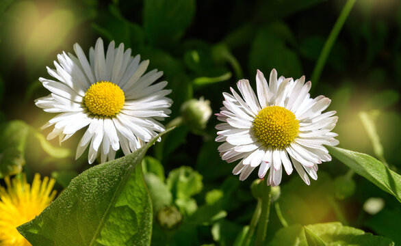 White daisies in the garden on a sunny day