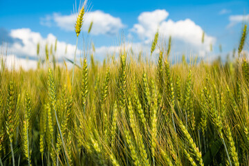 Obraz premium wheat field on a sunny day