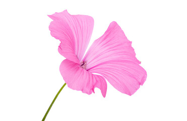 pink mallow flower isolated