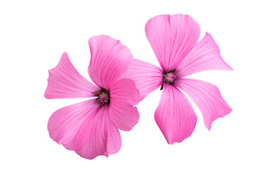 pink mallow flower isolated