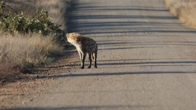 Spotted hyena walking towards the camera and looking back