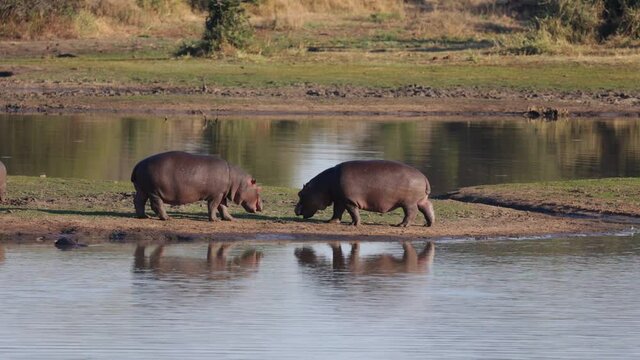 Two young hippos play fighting