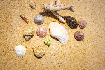 Shells of many types and sizes are found on our shelling beaches. at the sunset and warm tone.	

