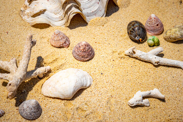 Shells of many types and sizes are found on our shelling beaches. at the sunset and warm tone.	
