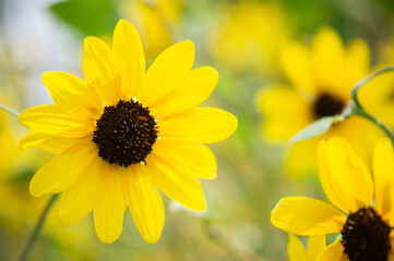 ミニヒマワリの庭