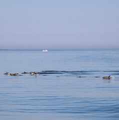 Dolphins underwater in Brittany 