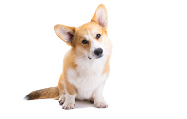 portrait of welsh corgi pembroke isolated