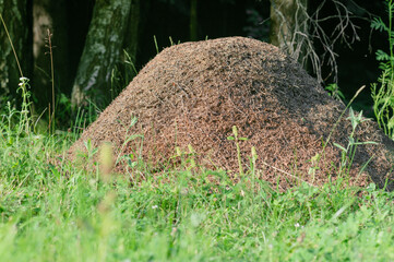 huge anthill with big red ants in the forest close. High quality photo