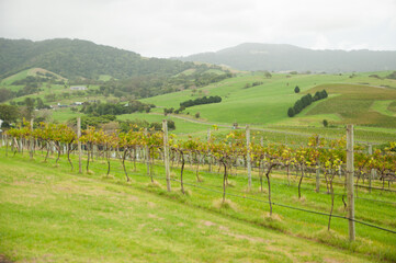 Fototapeta premium Green Vineyard with the foggy mountien view background.