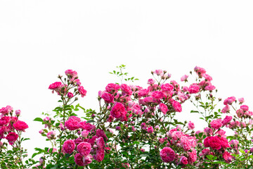 A richly flowering rose bush on a white background. Place for the inscription, copyspace