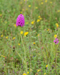 beautiful pink and purple pyramidal orchid (Anacamptis pyramidalis) growing wild on Salisbury Plain grasslands, Wiltshire UK