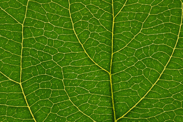 Fresh leaf of fruit tree close-up. Green and yellow mosaic pattern of a net of veins and plant cells. Abstract natural background on a floral theme. Beautiful summer wallpaper. Macro