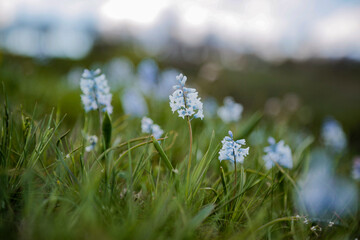 Obraz premium flowers in the grass