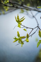 leaves on the water