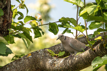 Türkentaube auf einem Ast
