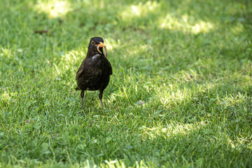 Amsel präsentiert ihren Fang