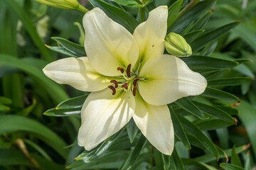 Fototapeta na wymiar white lily in the garden