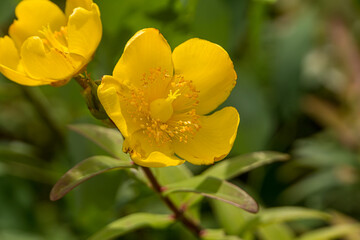 Obraz premium yellow flower (Hypericum perforatum) in the garden