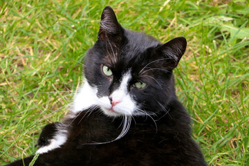 beautiful black and white cat is lying in the garden