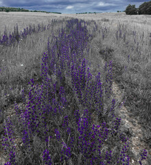 Obraz premium Vibrant blue Viper's-bugloss (Echium vulgare) also known as blueweed growing wild on Salisbury Plain grasslands in Wiltshire UK