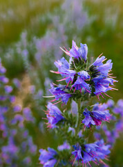 Vibrant blue Viper's-bugloss (Echium vulgare) also known as blueweed growing wild on Salisbury Plain grasslands in Wiltshire UK