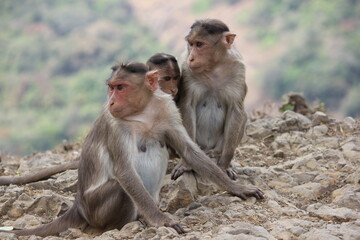 Monkey family