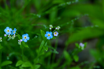 Powder Blue Forget-me-Not