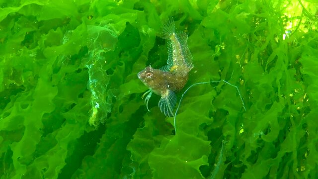 The tentacled blenny (Parablennius tentacularis), female in a algae, Black Sea.