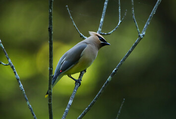 Cedar Waxwing with a Glow