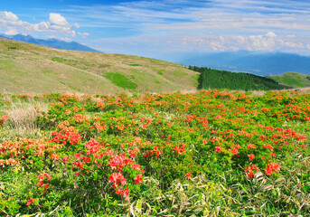 レンゲツツジ(霧ヶ峰)