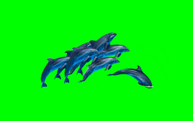 Dolphins isolated on green screen  background