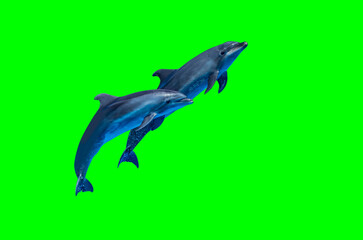 Dolphins isolated on green screen  background