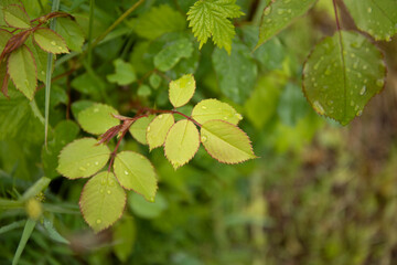 Green leaves of young rose bush with water drops