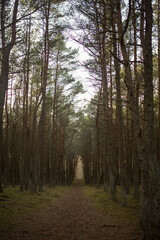 dancing forest in the Kaliningrad region. landscape.soft focus 