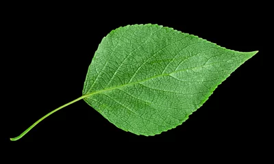 Foto op Plexiglas Close up van groen blad geïsoleerd op zwarte background © Albert Ziganshin