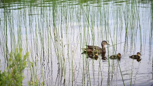 Duck with Ducklings Floating in the Pond in Summer Park. 4K video. Animals and Wildlife Concept. Close-up of ducks on the pond in the park. Wild ducks are reflected in the lake.