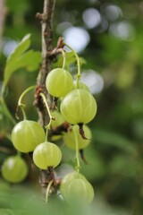 gooseberries on a bush