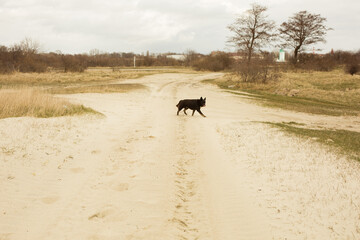 black dog running along the sandy road, wild animal