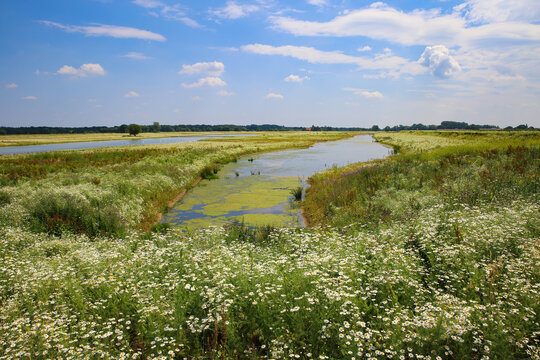 View over chamomile flowers field  on floodland at river maas against blue sky in summer - Netherlands, well, limburg