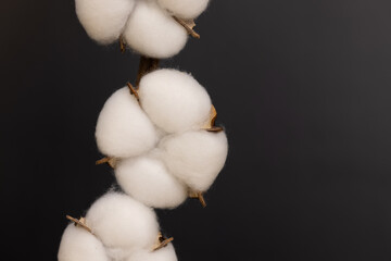 Branch with white fluffy cotton flowers in black background. Delicate light beauty cotton background. Natural organic fiber, agriculture, cotton seeds, raw materials for making fabric