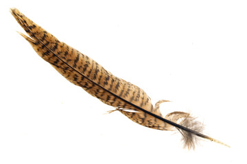 brown pheasant feather on a white background