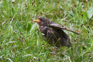 Junger Star wartet auf die Fütterung	