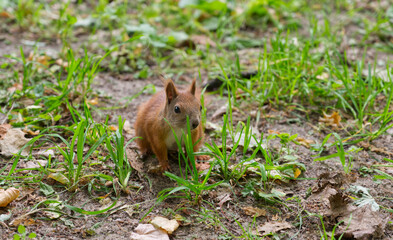 squirrel in the grass