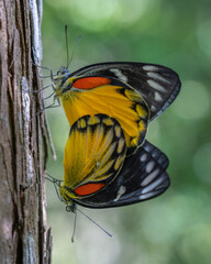 Image of Closeup view of a pair of colorful delias descombesi aka red-spot Jezebel butterflies mating outdoors on tree trunk on natural background printed on Printed Glass Basin Splashbacks