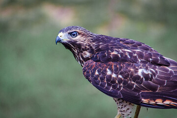 Red-Shouldered Hawk portrait
