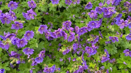 small flowers of Lilac Bush, purple or rainbow rock cress