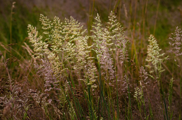 grass in the morning