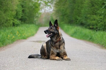 beautiful belgian shepherd dog is lying on a small street in a beautiful green nature