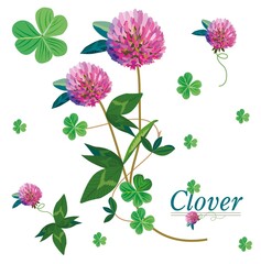 sweet field clover useful pharmacy for health small pink round green leaves